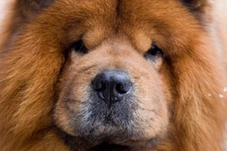 Dog Runny Nose Causes & When It’s a Problem