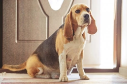What changes you’ll notice when your dog is pregnant
