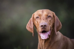 10 Key Facts About Hungarian Vizsla Puppies Before Buying