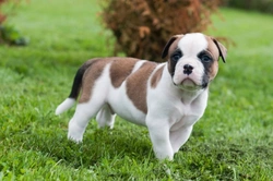 10 Things to Know About American Bulldogs Before Buying
