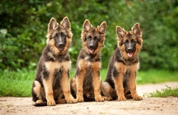 5 Key Personality Traits of the German Shepherd You Should Know