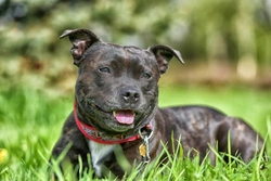 Dog theft in the UK: Rising concerns & breed risks revealed