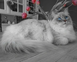 Ragdoll, prezzo e colori del gatto bambola