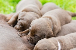 Did you know puppies are born deaf? Hear when they start