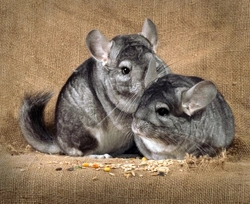Chinchillas for Beginners: Complete Care Guide