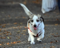 Associazioni animali: GrottaferrataFido Onlus