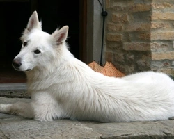 Film "Cane bianco": di che razza era il cane protagonista?