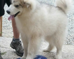 Il cucciolo di Alaskan Malamute e il ruolo dell’educatore - II parte