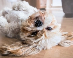 5 cose da sapere prima di prendere un cane di razza