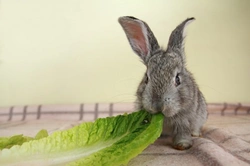 Rabbit Nutrition: 8 Essential FAQs Answered