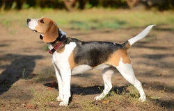 Beagle Behaviour and Temperament: What to Expect