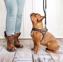 How to Stop Your Dog Grabbing or Chewing the Lead