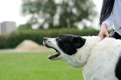 Understanding Dogs and Fear Aggression Towards People