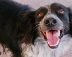 Adozioni cani: la storia di Molla