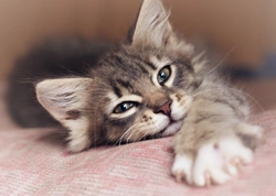 Secretos para mantener a tu gato feliz y contento