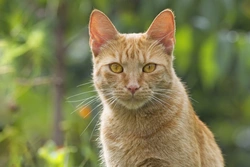 Stomach Upsets in Cats: Causes, Symptoms & Treatment