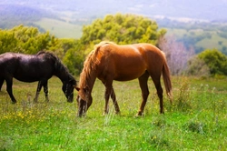 Complete Guide to Caring for Your Companion Horse