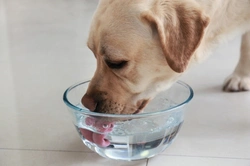 Five important things to know about dehydration in dogs in summer