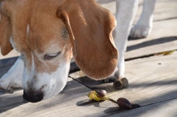 Can Acorns Poison Dogs? 6 Risks & Prevention Tips UK 2025