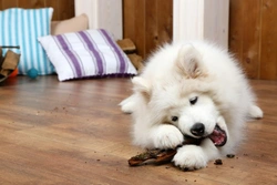 10 household products that can make your dog sick