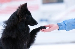 Teaching Your Dog Tricks: Step-by-Step Training Guide