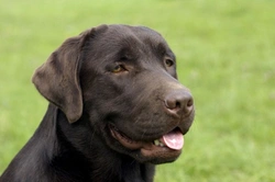 Labrador Training: 11 Essential Tips for Success
