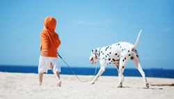 Moet mijn hond ingeënt als ik hem mee op vakantie wil nemen?