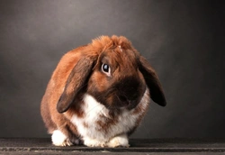 How To Look After A Lop Eared Rabbit: Care & Feeding Guide