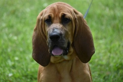 Aortic stenosis in bloodhound dogs: symptoms, causes and care