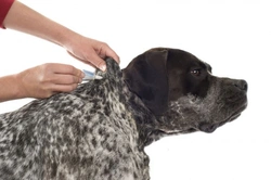 Dog Flea Infestation: Expert Tips for Effective Treatment