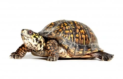 5 Common Terrapin Species That Make Great Pets