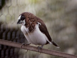 Common Illnesses in Finches: Symptoms and Treatments