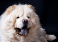 The Truth About Chow Chow's Bluish Black Tongue