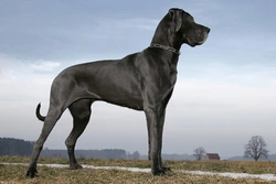 5 Essential Care Tips for Giant Dog Breeds