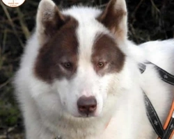 Canadian Eskimo Dog, razza pressoché sconosciuta in Italia
