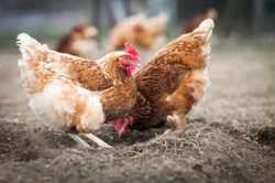 Common Health Problems in Pet Chickens: A Helpful Guide