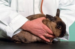 Top 5 Signs Your Rabbit Needs to See a Vet