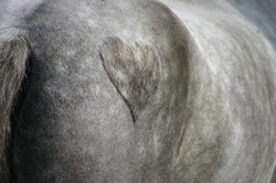 Clipping Your Horse: Essential Tips and Tricks for Success