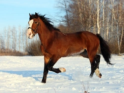 Unique Christmas Gift Ideas for Horse Owners