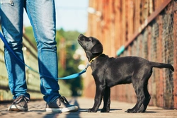 5 Common Mistakes to Avoid When Socialising Your New Puppy
