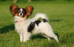 Neuroaxonal dystrophy DNA testing for Papillon dogs