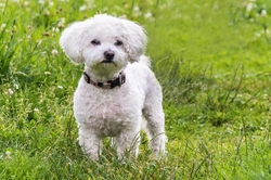 Pyloric stenosis in Maltese dogs: symptoms & treatment guide