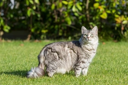 What Cats Should Allergy Sufferers Avoid? Expert Guide