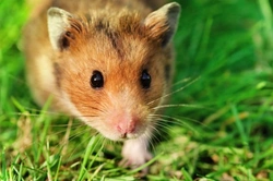 Common Hamster Breeds in the UK: Care and Characteristics