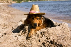 Sunscreen for dogs: Do they need it and how to choose safely