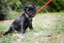 How to leash train your puppy: expert step-by-step guide