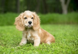 5 Essential Puppy Skills UK Owners Must Master in 2025
