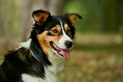 Wary about Wormers: Ivermectin Safety in Herding Dogs