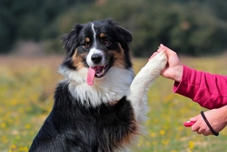 5 Common Clicker Training Problems with Dogs and Solutions