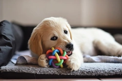6 dangerous things dogs like to chew and safer alternatives